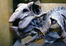 上海自然博物館にある、草食恐竜の化石