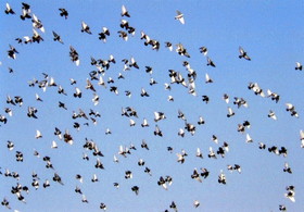 とまとじゅーす的中国旅行記　冬の哈爾浜 ハルビン市で元気よく羽ばたく鳩たち