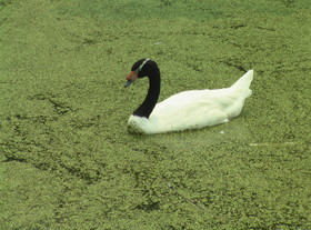 とまとじゅーす的上海野生動物園観光旅行記　緑の藻にまみれた鳥。上海自然動物園の池の水は汚かったです