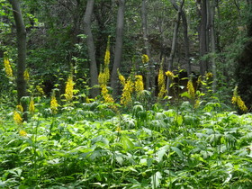 西寧観光旅行記＠西寧植物園の林道に咲く黄色い花