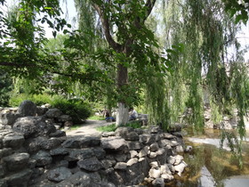 西寧観光＠西寧観光編、西寧植物園の盆景園の池の傍にある柳等の木