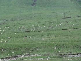 中国旅行記＠青海省観光編、観光バスから撮影した車窓風景。青蔵高原に放牧された羊たち