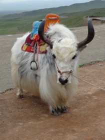 青海省観光旅行記＠青蔵高原でよく見る家畜、牦牛