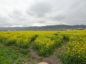 青海省観光＠青海湖を自転車でサイクリング。菜の花畑が広がる