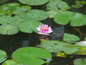 黄龍渓(黄龙溪)観光旅行編＠池に咲くスイレンの花