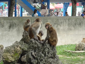 中国旅行記＠成都観光編、成都動物園の猿山で見た猿
