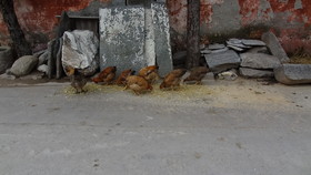 大理観光旅行編＠大理の崇聖寺の三塔の横では鶏がえさを食べていた