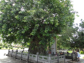 瑞麗観光＠瑞麗江広場にある青知記念碑と大樹