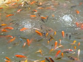 中国旅行記、昆明観光編＠昆明の南屏街という歩行者天国の池で泳ぐ金魚