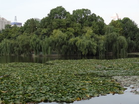 中国旅行記、昆明観光編＠翠湖の池を埋め尽くす蓮の葉