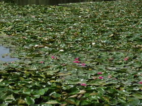 中国旅行記、昆明観光編＠翠湖の池に咲く睡蓮(スイレン)の花
