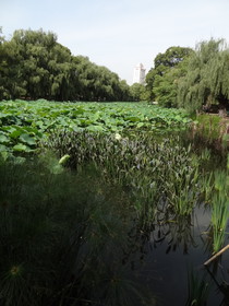 雲南旅行記、昆明観光編＠翠湖の池と蓮の葉の見える景色