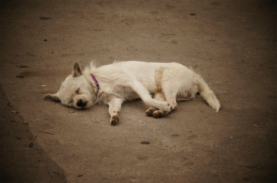 上海観光旅行記＠上南路で見た犬