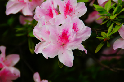とまとじゅーす的中国旅行記、上海・豫園観光＠豫園庭園内に咲くつつじの花