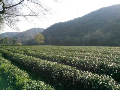 とまとじゅーす的中国旅行記、杭州～紹興ツアー観光編＠杭州西湖龍井茶の産地の風景