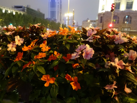中国旅行記＠HX-50Vのテストを兼ねて上海の観光スポット、夜の外灘を散歩。夜に咲く花を撮影