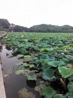 とまとじゅーす的中国旅行記＠杭州観光。西湖の白堤は蓮天国