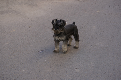 イリ・カザフ族自治州（伊犁哈萨克自治州）観光旅行記＠伊寧市のイリ伊桟ユースホステル、（伊犁伊栈国際青年旅舎）周辺で見かけた飼い犬