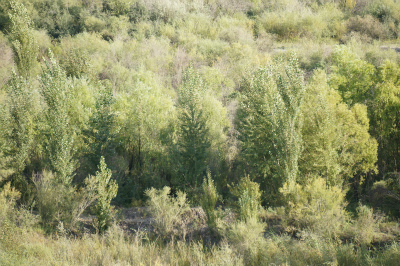 イリ・カザフ族自治州（伊犁哈萨克自治州）観光旅行記＠イリ河（伊犁河）大橋（新橋）の上からイリ河（伊犁河）の川辺に生える樹木を観察