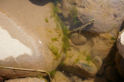 中国旅行記＠蘭州観光、黄河の河原をまったり散歩。タニシっぽい貝を発見