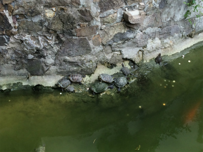 中国旅行記＠上海観光、豫園傍の九曲橋の池に生息している亀